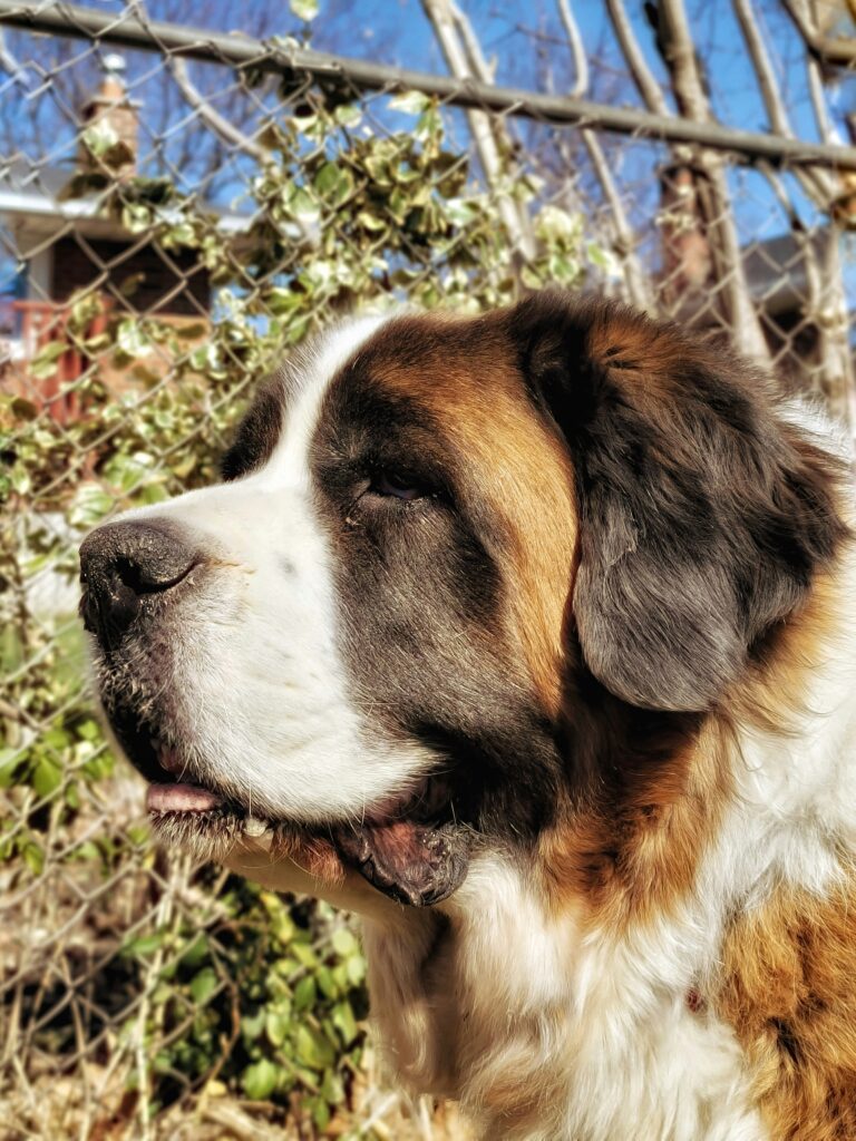 bernese mountain dog saint bernard