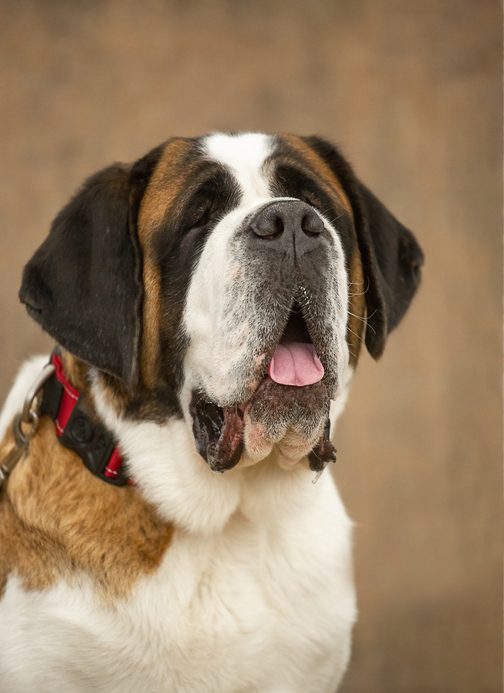 Short Hair Saint Bernard: Grooming and Care Guide