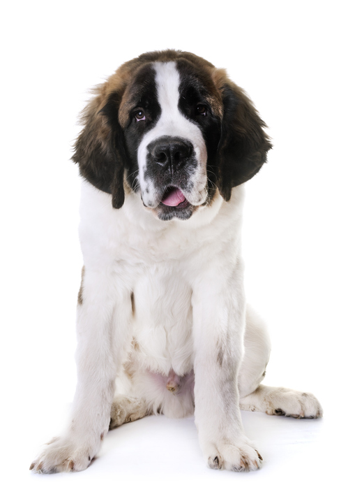 White Saint Bernard: Exploring the Beauty of Saint Bernard Colors