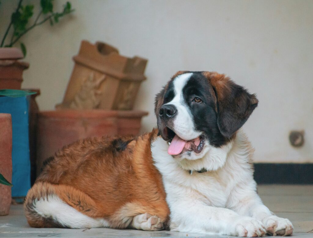 saint bernard rescue