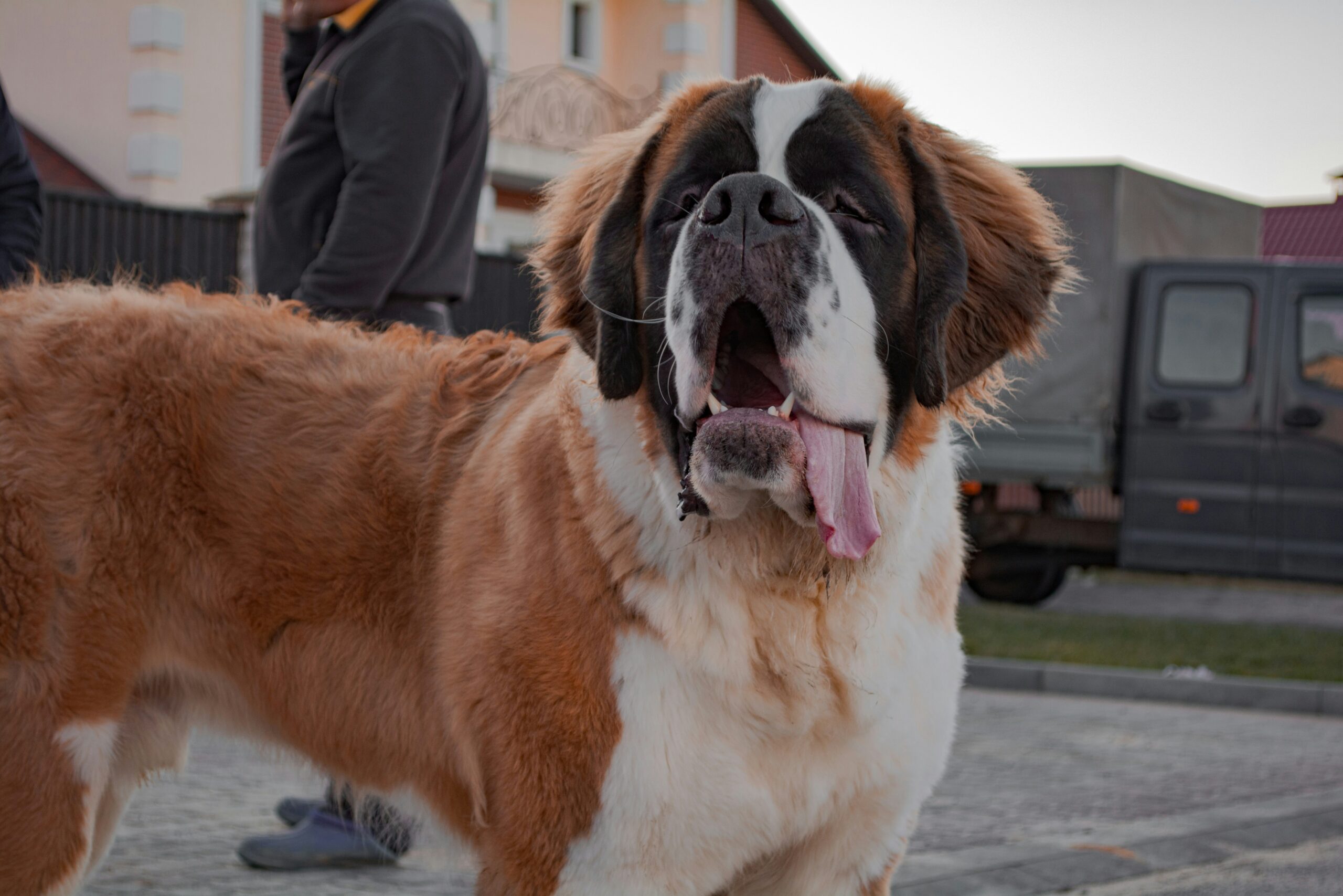 beethoven dog breed